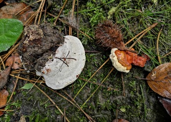 Dunkler Lackporling (Ganoderma carnosum) - © Bernard Wieser